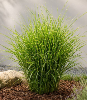 Miscanthus sinensis 'Strictus'